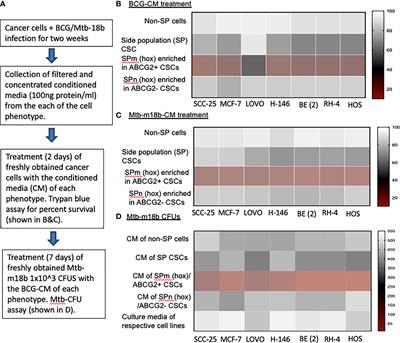 Targeting hypoxia-induced tumor stemness by activating pathogen-induced stem cell niche defense